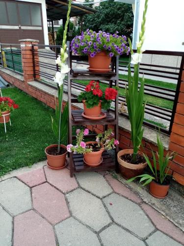 a shelf with pots of flowers and plants at Apartment Elmari in Prilep