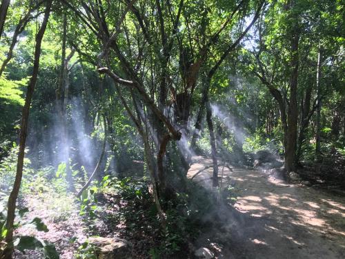 a trail in a forest with trees and sunshine at Tulum Nueve in Tulum
