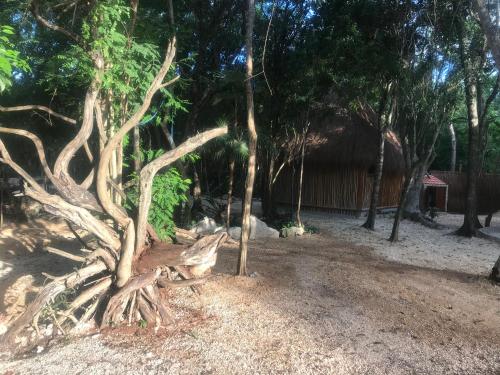 a tree with uprooting branches in front of a house at Tulum Nueve in Tulum