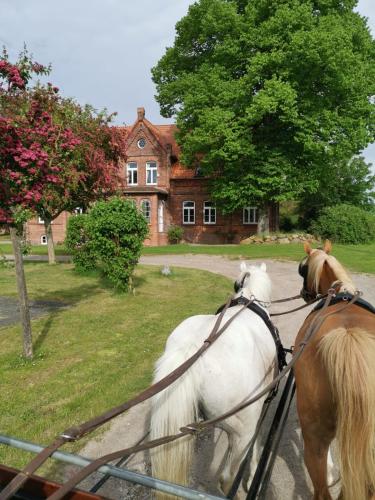 two horses tied to a fence in front of a house at Gutshaus Thorstorf FeWo Wohlenberger Wiek in Warnow