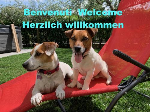 two dogs are sitting on a red blanket at Villa Lori Apartments Garden and Beach in Peschiera del Garda