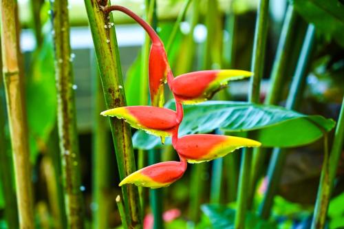 a group of red and yellow flowers on a tree at Casa Paxanax in Santa Cruz La Laguna