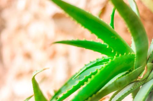 a close up of a green leaf of a plant at Casa Paxanax in Santa Cruz La Laguna