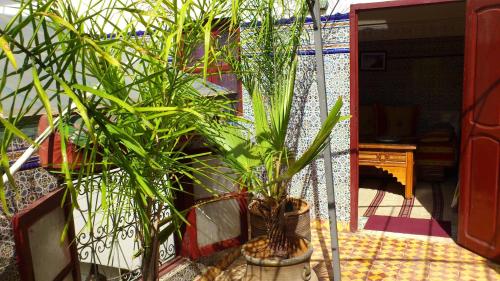 a couple of plants in a pot next to a wall at Ryad Bab Berdaine in Meknès