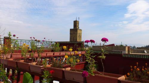 a group of potted plants on top of a roof at Ryad Bab Berdaine in Meknès