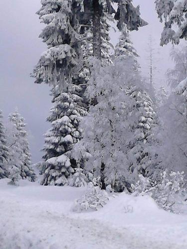 a group of snow covered trees in a field at CrisAnd Wald &Terrasse in Altenau