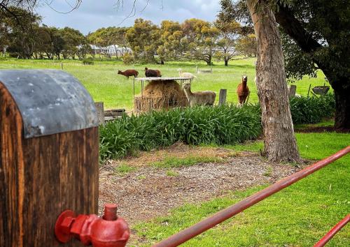 a group of animals in a field near a tree at Cherry Plum Cottages in Port Fairy