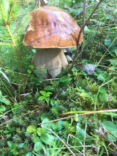 a mushroom in the middle of the grass at Яблуневий сад in Yablunytsya