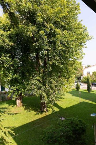 a large tree in a field of green grass at Villa magnolia in Cavallino-Treporti