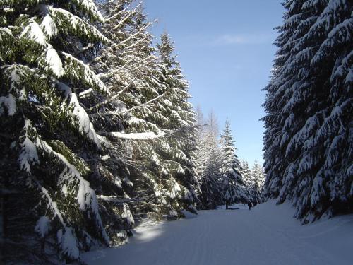 a snow covered tree lined road with snow covered trees at Forsters Schwarzwald Hof - Resort-Hotel&Pension in Feldberg