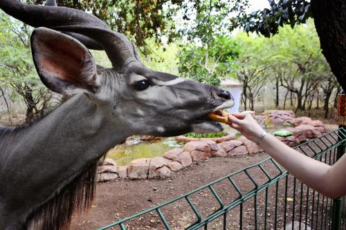 Animales en el lodge o alrededores