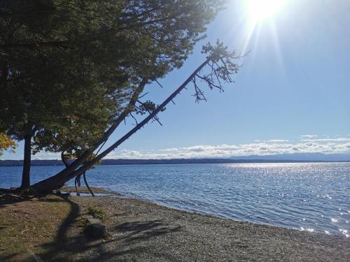 un albero sulla riva di un corpo d'acqua di FeWo Himbeerweg a Tutzing