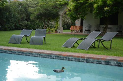 a duck in the water next to chairs and a pool at Susana Just Boutique Hotel in Vicente López