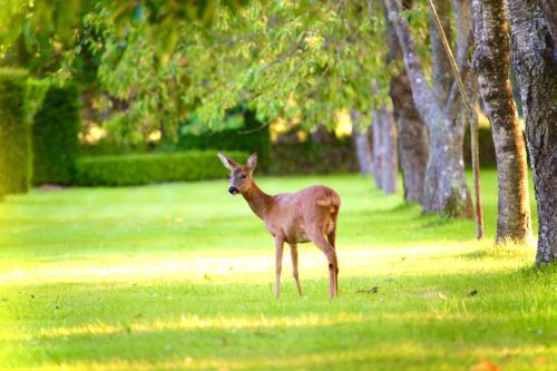 a deer standing in the grass in a field at Château du Bû in Anctoville