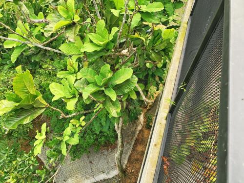 an overhead view of a garden with green plants at Harmony Valley Retreat in Bukit Tinggi