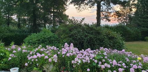 a bunch of pink flowers in a garden at Crown Roads in Le Faouët
