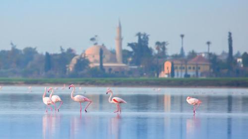 a group of flamingos standing in the water at Hotel Indigo Larnaca by IHG-ADULTS ONLY in Larnaka