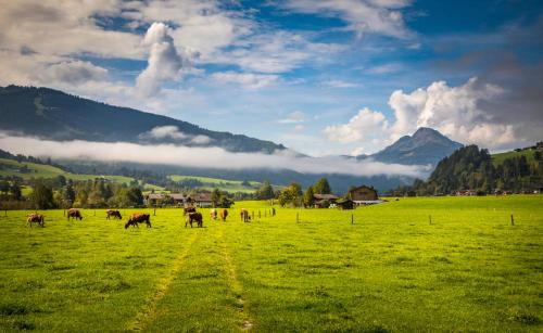 a group of cows grazing in a field with mountains at Chalet Matzhof in Leogang