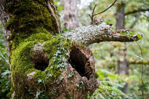 a tree with moss on the side of it at Apartamentos Los Picos de Europa in Colio