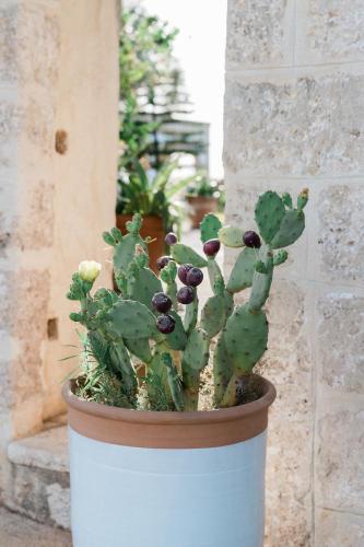 Giardino di Masseria San Martino
