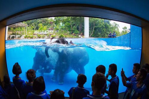 un groupe d'enfants qui regardent un ours polaire dans l'eau dans l'établissement Suankaew Art Cottage, à Ban Tha Sai