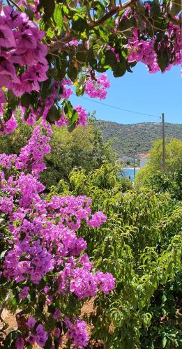 a bunch of pink flowers on a bush at Apartments Anka in Vinišće
