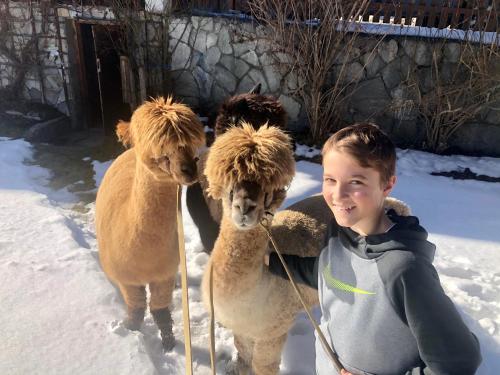 a young boy holding two llamas in the snow at MyApart Jochberg in Jochberg