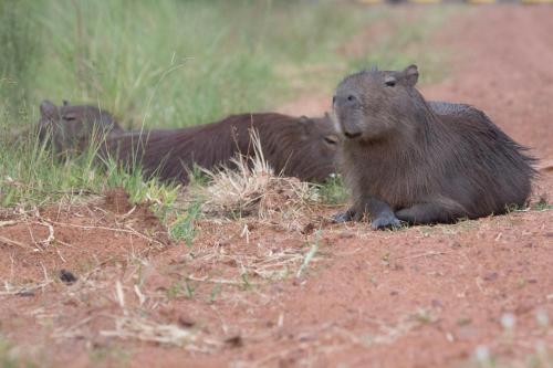 a couple of animals laying on a dirt road at Hostería Jasy in Colonia Carlos Pellegrini