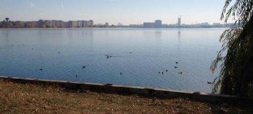 a group of ducks swimming in a large lake at Luxury Westpark 2 Residence Lake View W6 in Bucharest