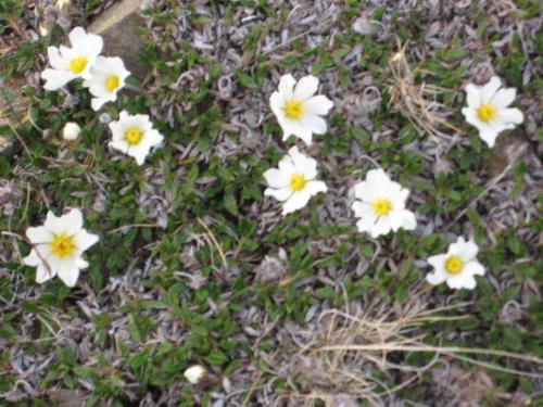 a group of white flowers in the grass at Ásbrandsstadir Cottages in Vopnafjörður