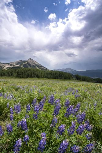 a field of purple flowers with mountains in the background at Updated 1 Bedroom Condo in Mountaineer Square condo in Crested Butte