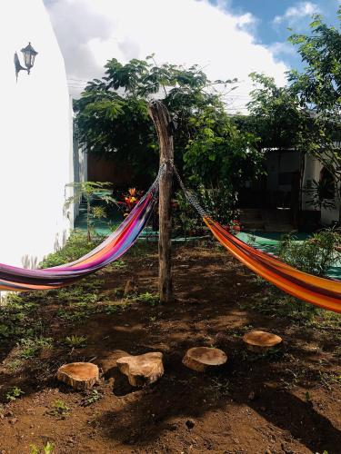 Κήπος έξω από το Hostal White House Galapagos