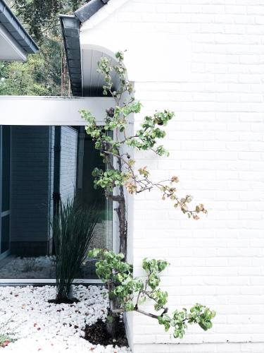 a white brick house with a plant in a yard at The Oak in Wavre