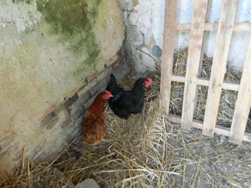 two chickens standing in hay next to a fence at Meublés de tourisme La Reserve in Saint-Pierre-les-Bois