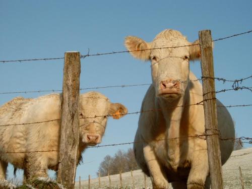 two cows standing behind a barbed wire fence at Le Verger Sous Les Vignes in Villeferry