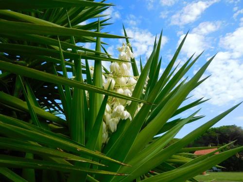a bunch of white flowers hanging from a palm tree at Residence La Pineta in Budoni