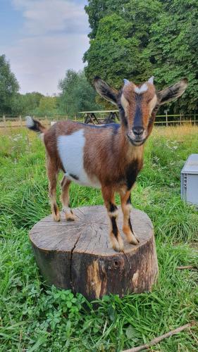 a goat standing on top of a tree stump at Gutshof Kämmerich - Fewo "Siebenschläferhöhle" in Altkalen