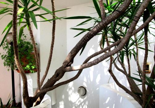 a plant in a vase next to a white wall at Hotel Pop in Cala Gonone