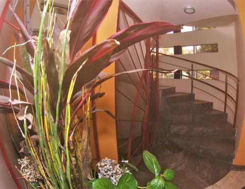 a staircase with a potted plant in a house at Hotel Jard Inn Adult Only in Mexico City