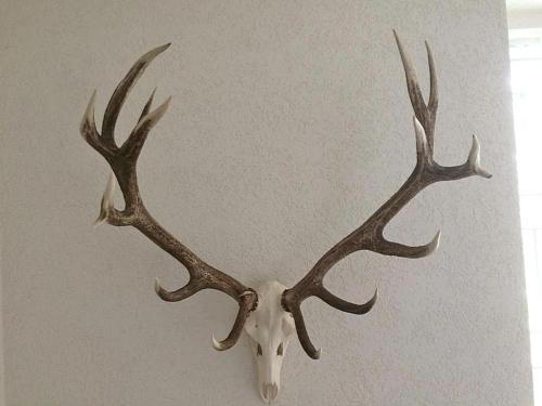 a deer head with antlers hanging on a wall at Ferienhaus-stadtkyll-eifel Beim Förster mit zwei Schlafzimmern in Stadtkyll