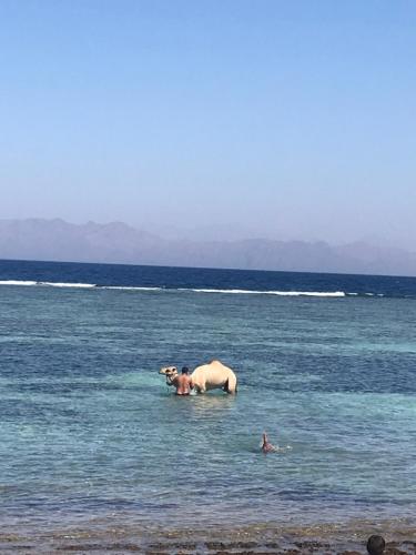 a cow swimming in the water in the ocean at Moudy’s House in Dahab