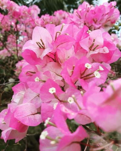 a bunch of pink flowers with white centers at Fare Tokoau Moorea in Moorea