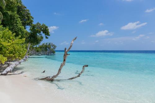 a tree branch in the water on a beach at Nihaali Maldives in Kudarikilu