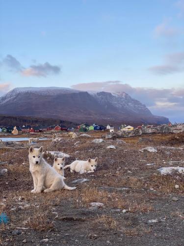 Foto sihtkohas Qeqertarsuaq asuva majutusasutuse Hotel Disko Island galeriist