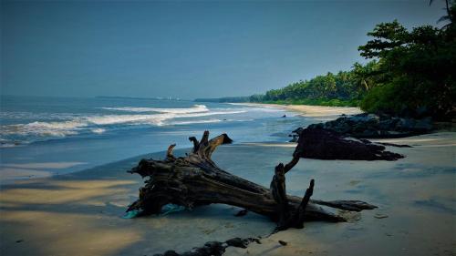 a piece of driftwood on a beach near the ocean at White Shell Beach House in Kannur
