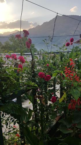 a bunch of red flowers in a garden at Tavan View Homestay in Sa Pa