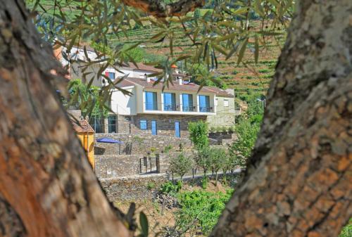 a house with blue windows is seen through a tree at DouroXisto in Peso da Régua