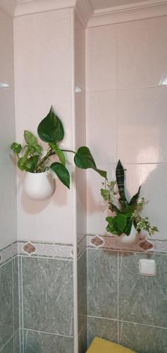 サモラにあるCOQUETOのバスルームに鉢植えの植物2本