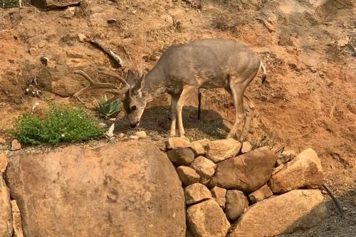 Animales en la casa o chalet o alrededores
