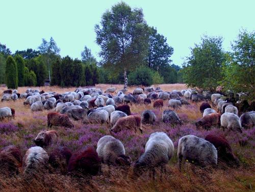 stado owiec wypasających się na polu w obiekcie Landgasthof Heidetal w mieście Betzendorf
